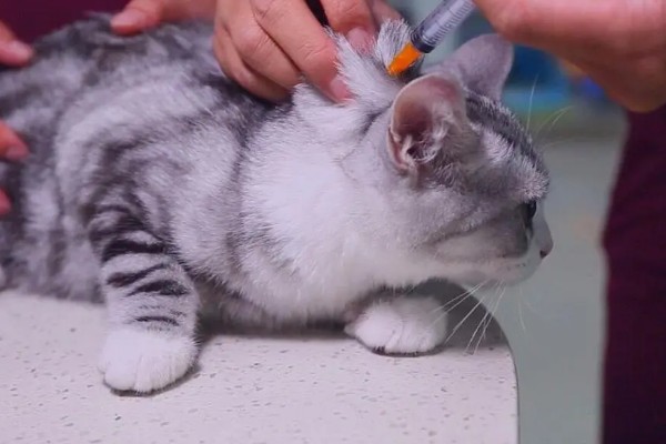 猫哮喘的治疗方式，使用糖皮质激素治疗