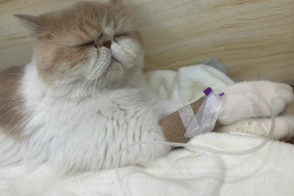 猫哮喘的治疗方式，使用糖皮质激素治疗