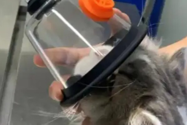 猫哮喘的治疗方式，使用糖皮质激素治疗