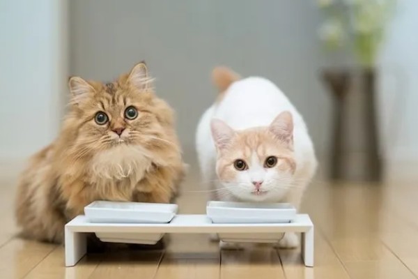 猫哮喘的治疗方式，使用糖皮质激素治疗