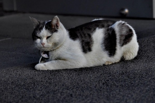 猫哮喘的治疗方式，使用糖皮质激素治疗