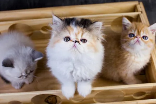 猫哮喘的治疗方式，使用糖皮质激素治疗