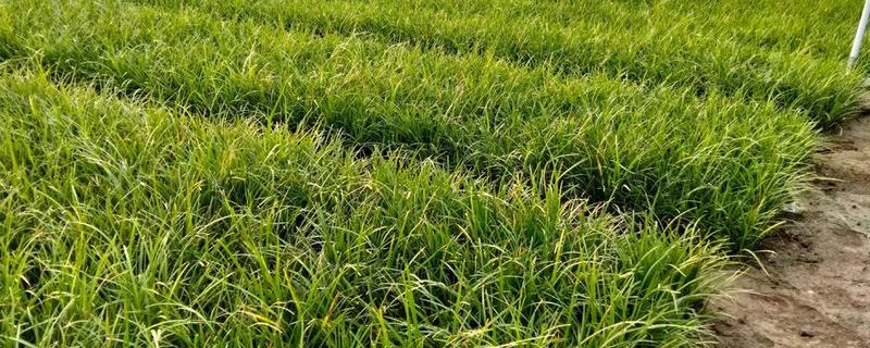 麦冬用哪种土种植，最好是沙性土壤