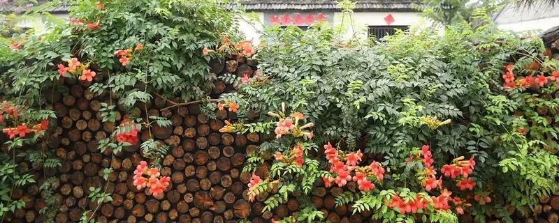 家里养凌霄花的好处，可以装饰家庭、利于事业等