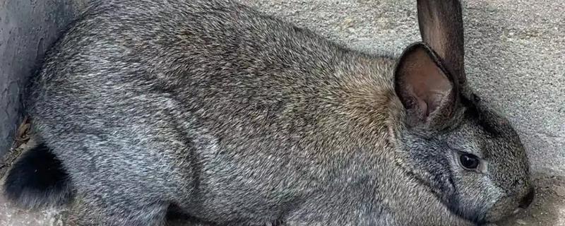 兔子乳腺炎怎么治疗，早期发作可用冷毛巾对患处进行冷敷