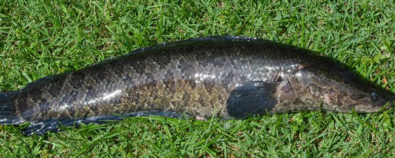 钓黑鱼用什么打窝合适，可以用鸡肝、鸭肠、蚯蚓等