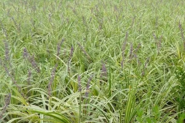 麦冬用哪种土种植，最好是沙性土壤