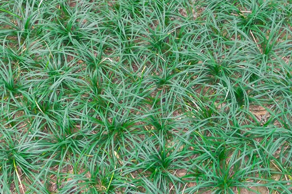 麦冬用哪种土种植，最好是沙性土壤