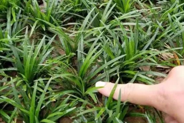 麦冬用哪种土种植，最好是沙性土壤