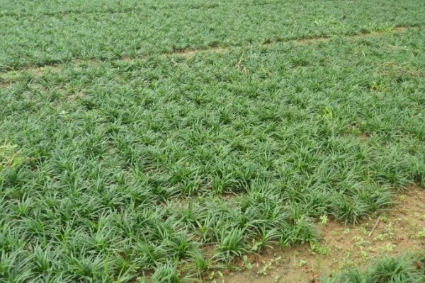 麦冬用哪种土种植，最好是沙性土壤