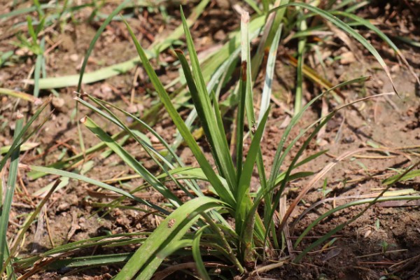麦冬用哪种土种植，最好是沙性土壤