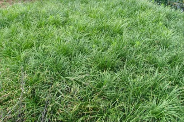 麦冬用哪种土种植，最好是沙性土壤