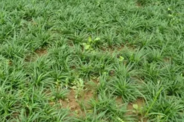 麦冬用哪种土种植，最好是沙性土壤