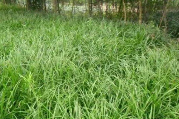 麦冬用哪种土种植，最好是沙性土壤