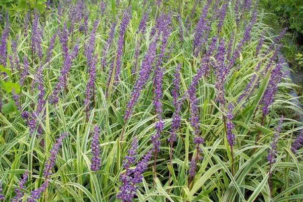 麦冬用哪种土种植，最好是沙性土壤