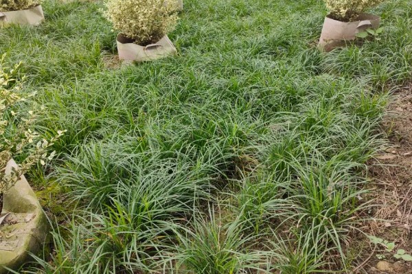 麦冬用哪种土种植，最好是沙性土壤