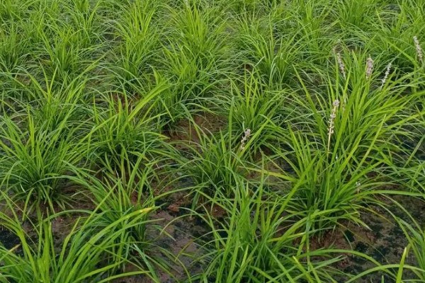 麦冬用哪种土种植，最好是沙性土壤