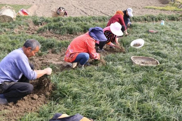 麦冬用哪种土种植，最好是沙性土壤