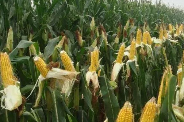 优迪617玉米种的简介,夏播生育期为106天左右