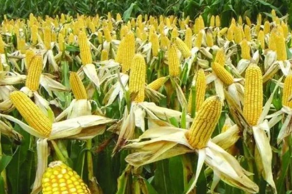 优迪617玉米种的简介,夏播生育期为106天左右