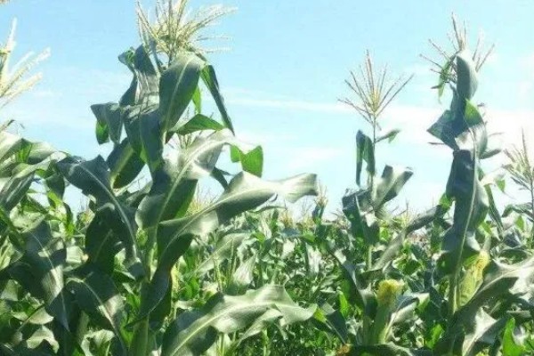 优迪617玉米种的简介,夏播生育期为106天左右