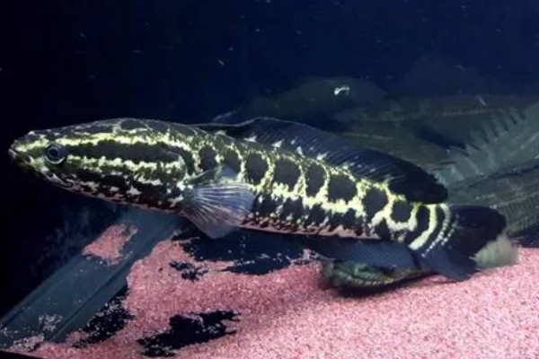 钓黑鱼用什么打窝合适，可以用鸡肝、鸭肠、蚯蚓等