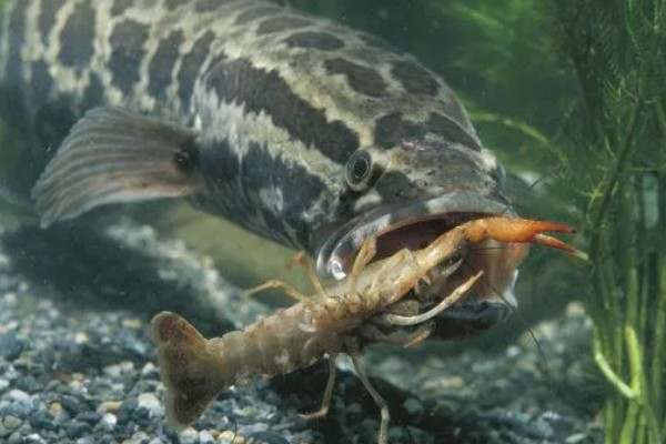 钓黑鱼用什么打窝合适，可以用鸡肝、鸭肠、蚯蚓等