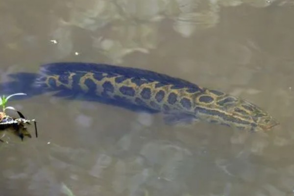 钓黑鱼用什么打窝合适，可以用鸡肝、鸭肠、蚯蚓等