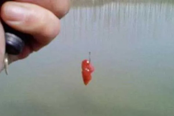 钓黑鱼用什么打窝合适，可以用鸡肝、鸭肠、蚯蚓等