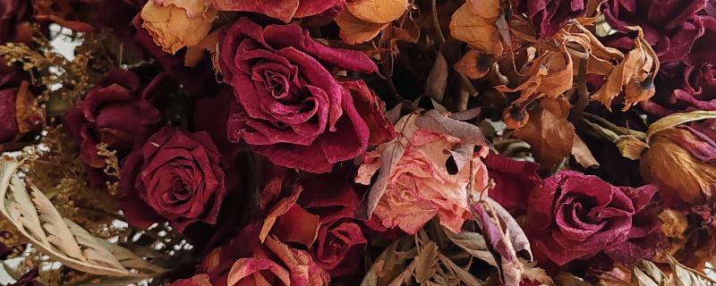 怎么将鲜花做成干花，可自然风干