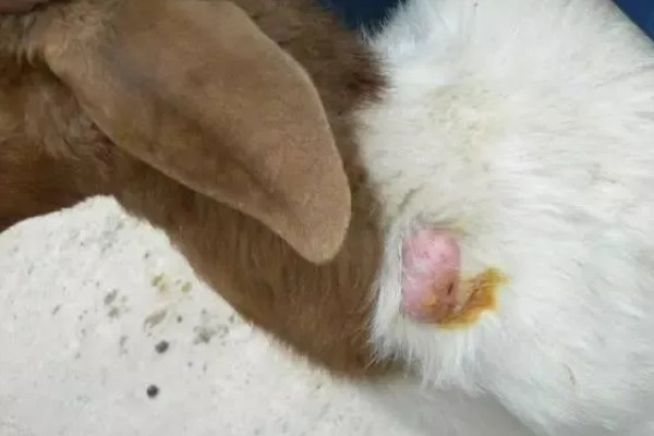 兔子乳腺炎怎么治疗，早期发作可用冷毛巾对患处进行冷敷