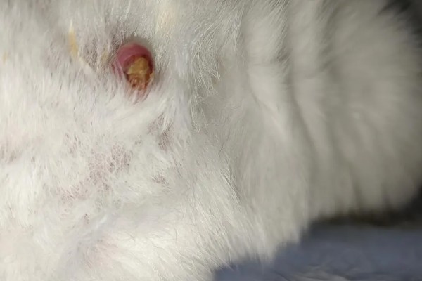 兔子乳腺炎怎么治疗，早期发作可用冷毛巾对患处进行冷敷