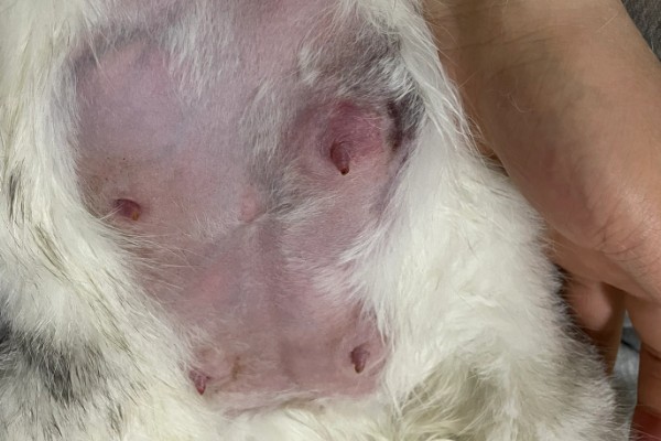 兔子乳腺炎怎么治疗，早期发作可用冷毛巾对患处进行冷敷