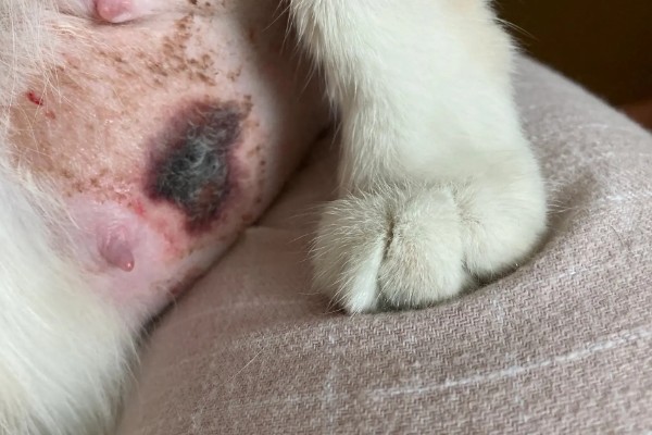 兔子乳腺炎怎么治疗，早期发作可用冷毛巾对患处进行冷敷