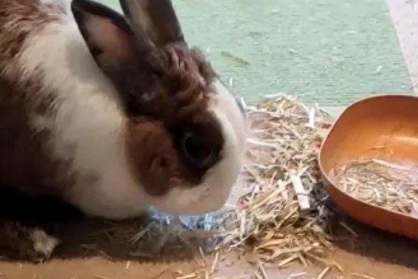 兔子乳腺炎怎么治疗，早期发作可用冷毛巾对患处进行冷敷