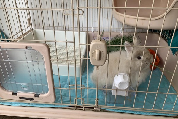 兔子乳腺炎怎么治疗，早期发作可用冷毛巾对患处进行冷敷