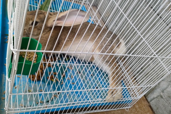 兔子乳腺炎怎么治疗，早期发作可用冷毛巾对患处进行冷敷