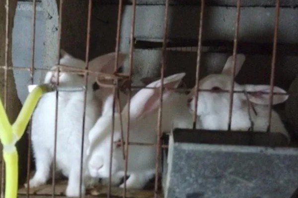 兔子乳腺炎怎么治疗，早期发作可用冷毛巾对患处进行冷敷