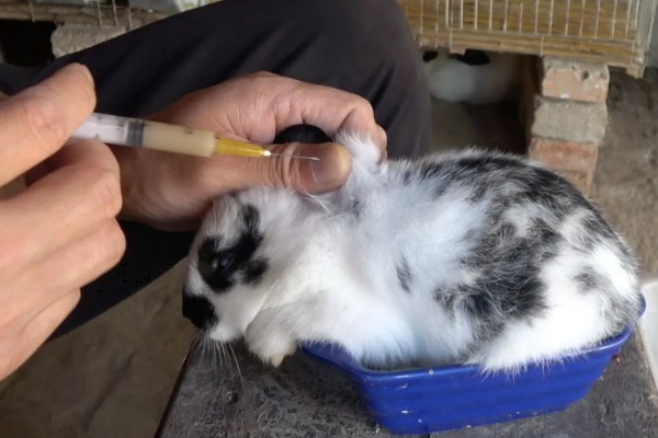 兔子乳腺炎怎么治疗，早期发作可用冷毛巾对患处进行冷敷