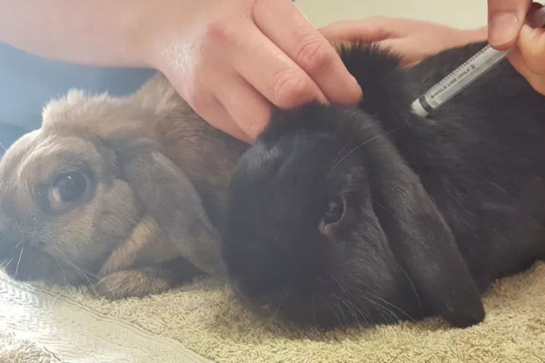 兔子乳腺炎怎么治疗，早期发作可用冷毛巾对患处进行冷敷