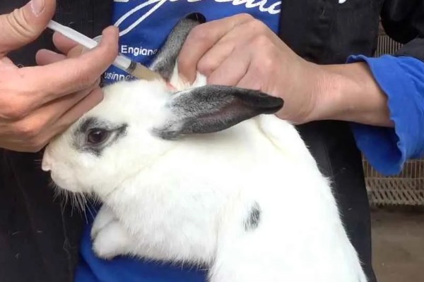 兔子乳腺炎怎么治疗，早期发作可用冷毛巾对患处进行冷敷