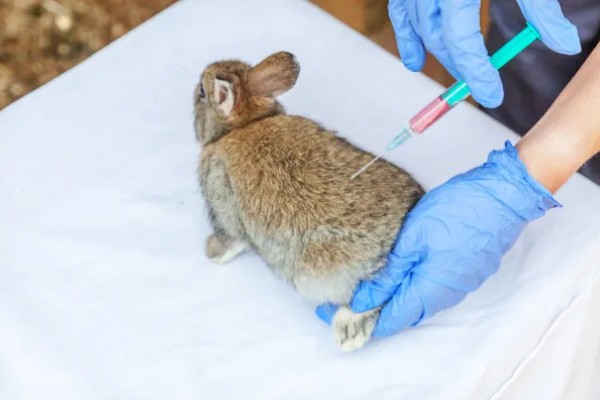 兔子乳腺炎怎么治疗，早期发作可用冷毛巾对患处进行冷敷