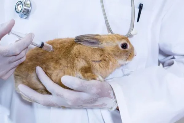 兔子乳腺炎怎么治疗，早期发作可用冷毛巾对患处进行冷敷