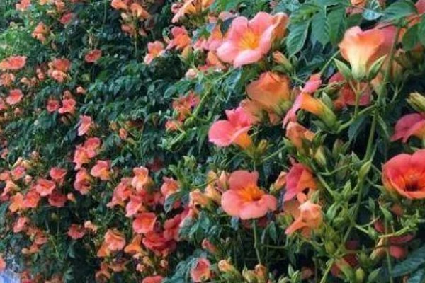 家里养凌霄花的好处，可以装饰家庭、利于事业等