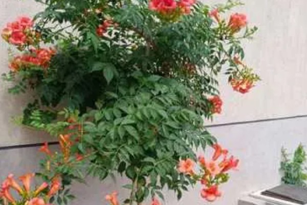 家里养凌霄花的好处，可以装饰家庭、利于事业等