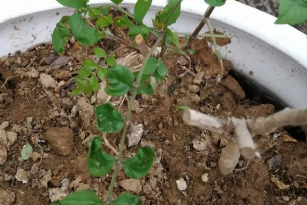 家里养凌霄花的好处，可以装饰家庭、利于事业等