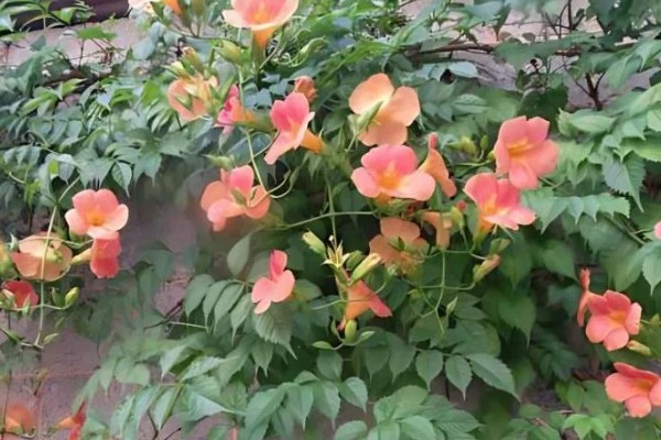 家里养凌霄花的好处，可以装饰家庭、利于事业等