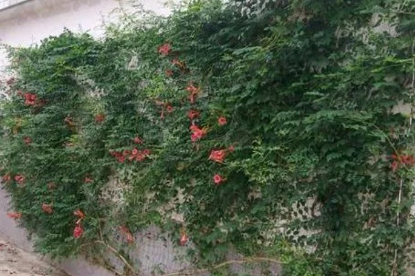 家里养凌霄花的好处，可以装饰家庭、利于事业等