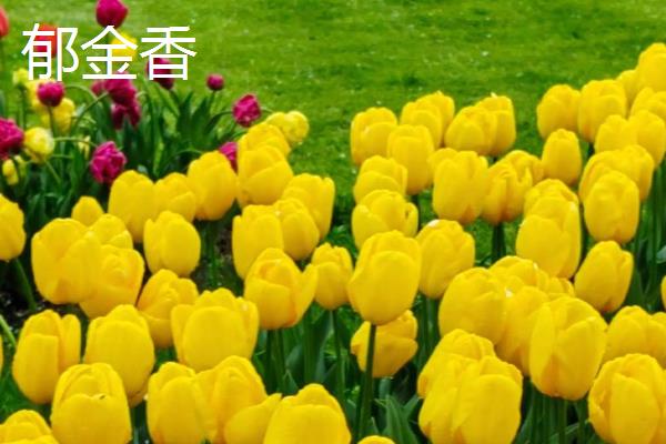 怎么将鲜花做成干花，可自然风干