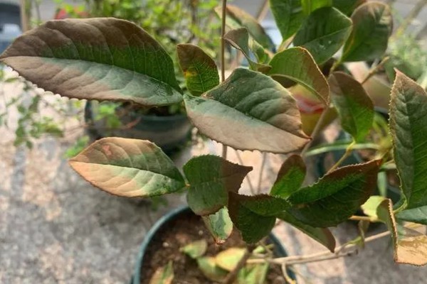 桂花叶子边缘干枯的原因,可能是光照不足所致